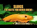 Slugs 🤩 (10 FACTS You NEVER KNEW)