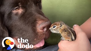 Baby Chipmunk Burrows Into Giant 115-Pound Dog