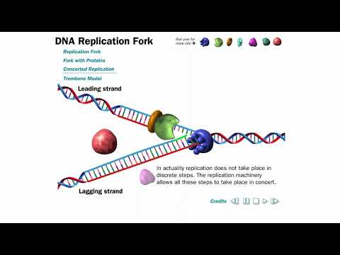 DNA Replication Animation (without narration)