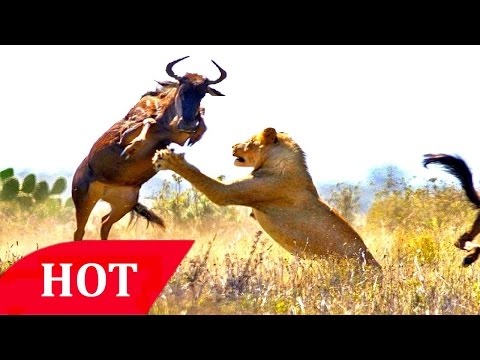 母獅的力量 (Lions Documentary National Geographic - The Power of Lionesses [Eng Sub])