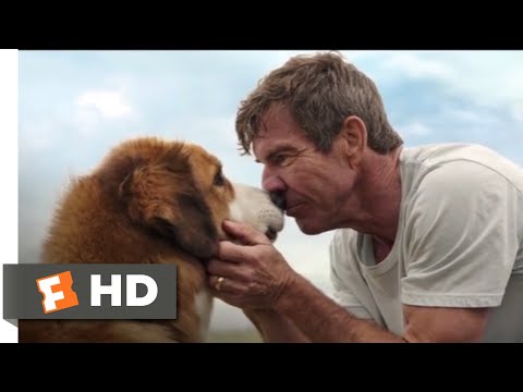 A Dog's Purpose (2017) - Bailey Comes Home Scene (10/10) | Movieclips