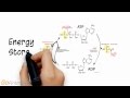 ATP Phosphocreatine System Overview (V2.0)