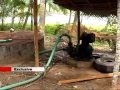 Kodikal Koiunna Jalamaphiya