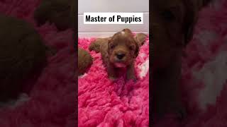 Master of Puppets Master of Puppies 🐶🤗 #teddybearcavoodles #metallica #masterofpuppets