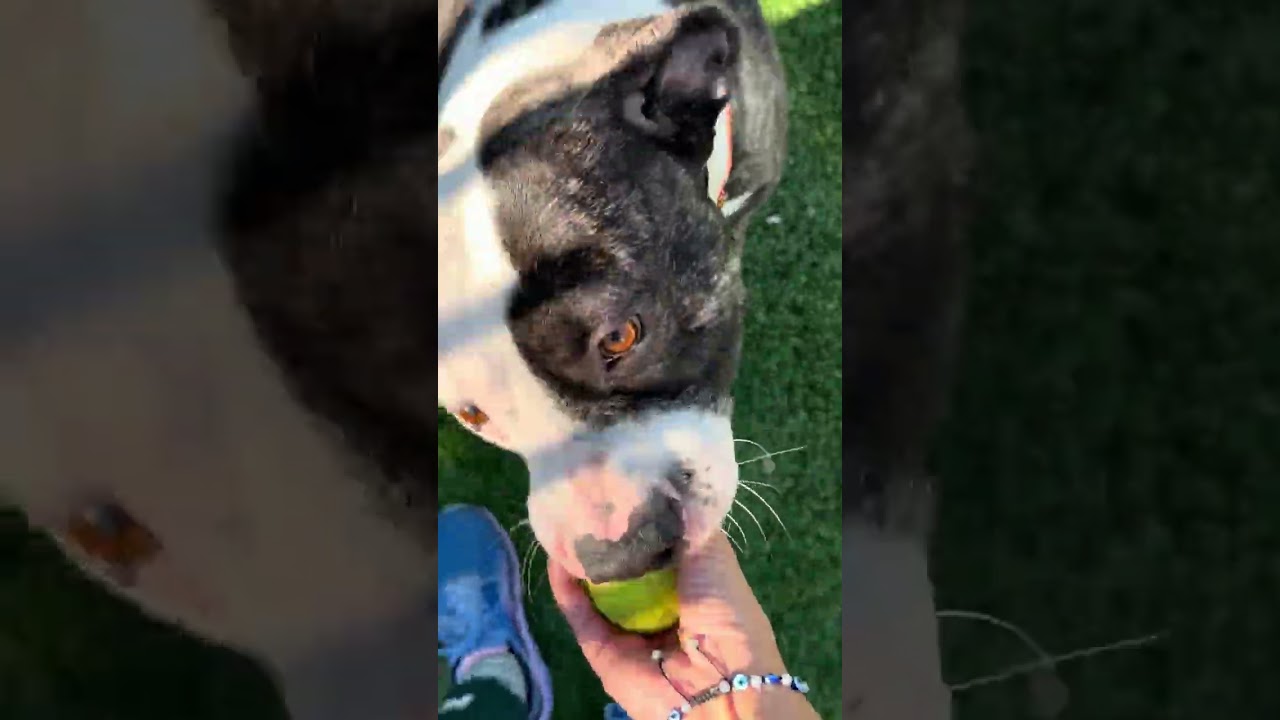Enlarge Sosa - ECAS, a Adoptable mixed breed in Pleasanton, CA video 6/6