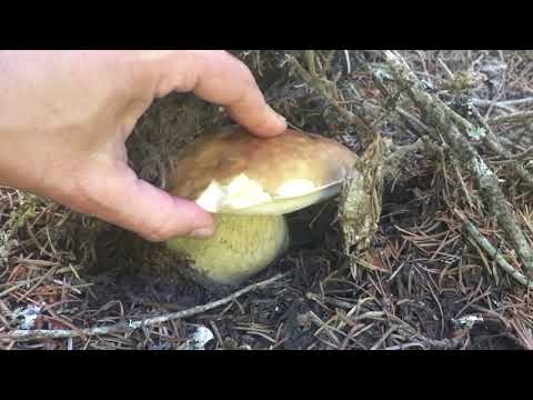 How to harvest porcini in BC