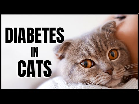 Diabetes in Cats