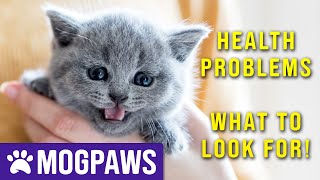 What Health Problems Do British Shorthair Cats Have?