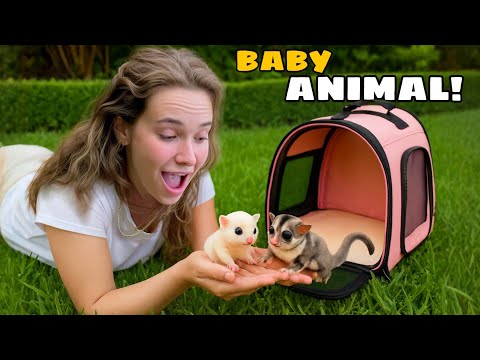 MEET MY NEW BABY SUGAR GLIDERS!