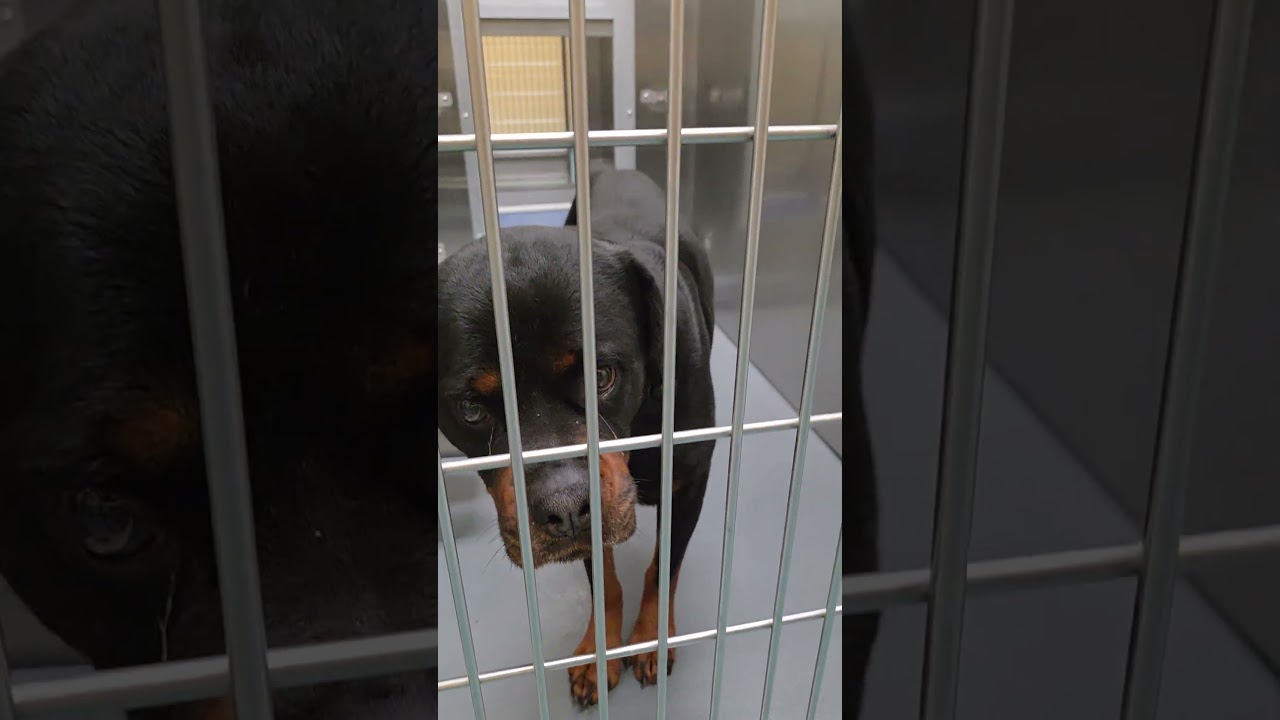 Enlarge Chloe, an adopted mixed breed in Clarksville, TN video 6/6