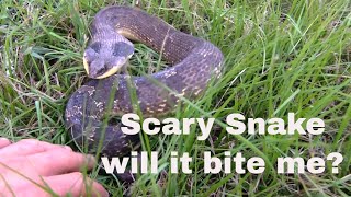 Hognose Snake (Hisses and then plays dead)