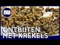 Hoe smaakt insectengranola? | NU.nl