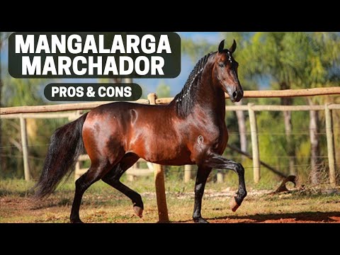 Mangalarga Marchador Horse Pros and Cons - Mangalarga Marchador Horse Advantages and Disadvantages