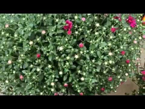 download lagu mp3 mp4 Mum Colors, download lagu Mum Colors gratis, unduh video klip Mum Colors