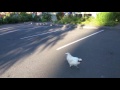 2016 06 04 Morning In Bothell Chicken