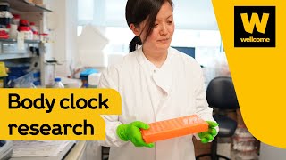 How does the body clock affect fat cells? | Wellcome