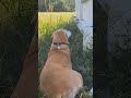 Hounddog watches the honeybees on the homestead apiary