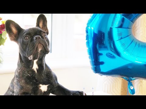 2nd Birthday Celebrations | French Bulldog George