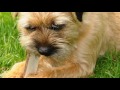 Видео о товаре Deerhorn Игрушка для собак с ароматом оленьих рогов / Petstages (США)