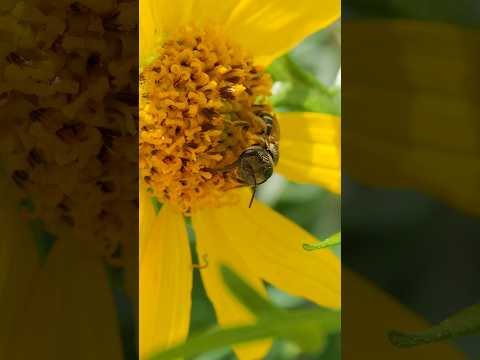Ligated furrow bee - aka lil big head boi. Can you spot the inchworm? #bee #bugs #calm #nature #cute