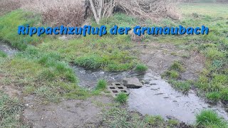 Rippachzufluß der Grunaubach