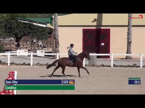 Holsteiner Conditus in Spanien  - CES Valencia Tour