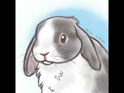 , title : 'Vienna-marked lop bunny portrait [Procreate speedpaint timelapse 3]'