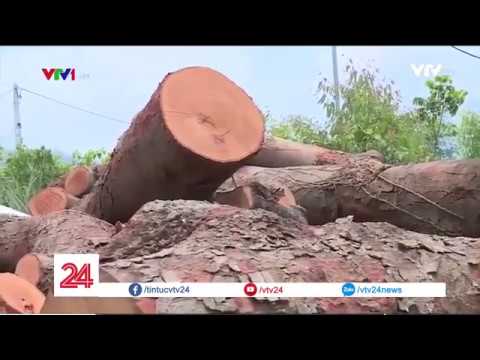 Chặt phá gỗ lim rừng ở huyện Tam Đảo - Tin Tức VTV24