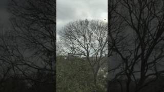 The Crows hangin' 'round while Ronnie Earl's "Skyman" plays on....