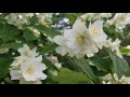 MOCK ORANGE BLOSSOM TIME!