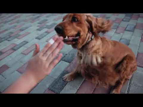 🤗Cute dog🤗🤗