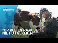 Ruud is een wereldberoemd koeienkunstenaar