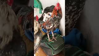 murge check Karen murgon ka content viral murga content #viralpasta  #irfanshop #Gulshan_e_majdur