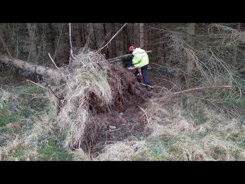 Big Root Plate, Nice Drop and Subsequent Processing.