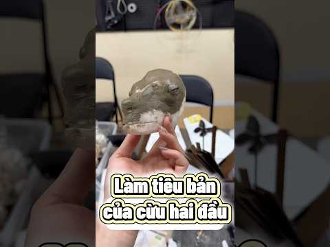 Làm tiêu bản độc lạ của cừu non hai đầu