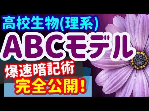 アノエクトチルス・セタセウス