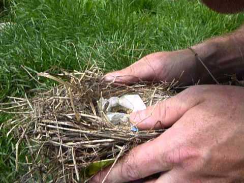 Teebeutel als Zunder