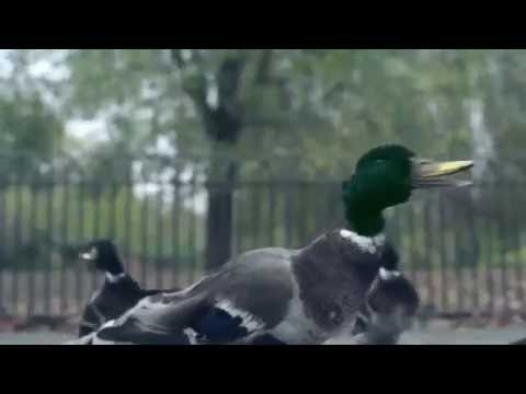 eska- kaczki Bingo Players ft  Far East Movement   Get Up RattleExtende