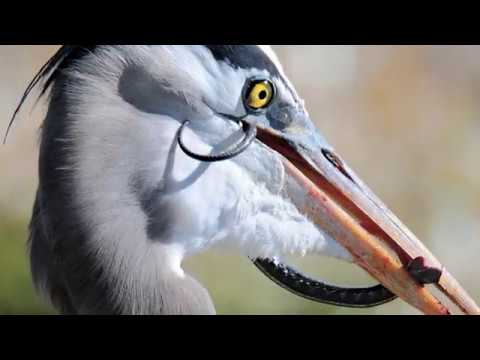 Bird photographer Craig Johnson reveals the bird life on the islands 
