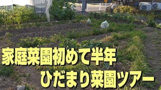 家庭菜園を初めて半年のひだまり菜園ツアー #きゅうり #ナス #トマト #枝豆 #オクラ #落花生 #大豆　2025/07/11