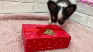 チワワ（ロング）の動画01