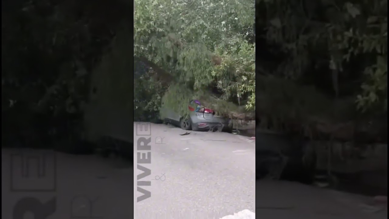 Árvore cai sobre carro durante fortes rajadas de vento na Rua Carlos Gomes, em Santos.