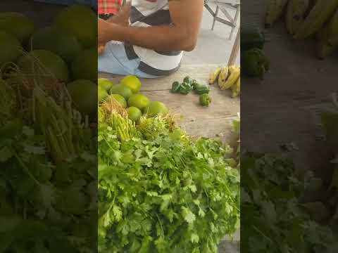 BANCA DO COENTRO NA FEIRA LIVRE CASINHAS PE.