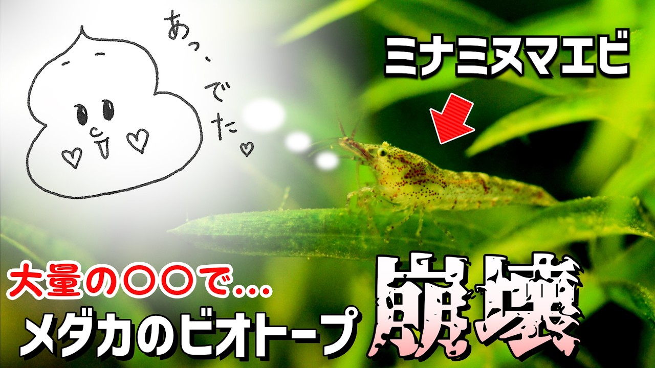 【メダカのビオトープ】コケ取り生体で有名なミナミヌマエビを入れたら〇〇が増えすぎて飼育環境が崩壊する話【生きる無限ウ〇コ製造機】