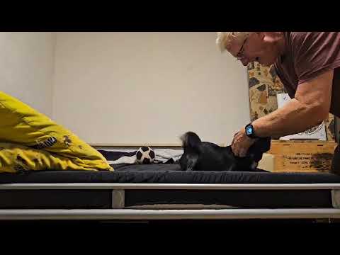 Video von einem Hund, der mit seinem Besitzer Halsband fangen spielt.