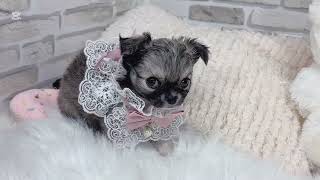 チワワ（ロング）の動画01