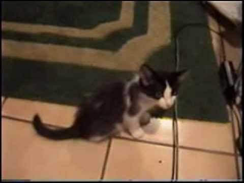 "Happy Birthday" - Kitten "LORD SONY"  w-'Jagstar Muse" (Lina A) (BMI)