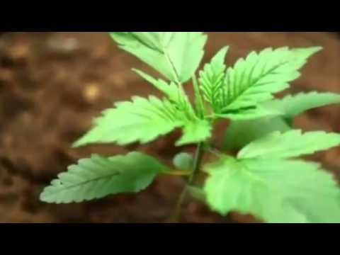 Visual Paradox - Something Wonderfull