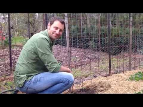 download lagu mp3 mp4 Mail Order Tomato Plants, download lagu Mail Order Tomato Plants gratis, unduh video klip Mail Order Tomato Plants