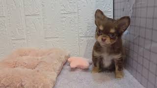 チワワ(ロング)の動画01